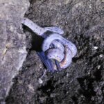 snake eating a bat