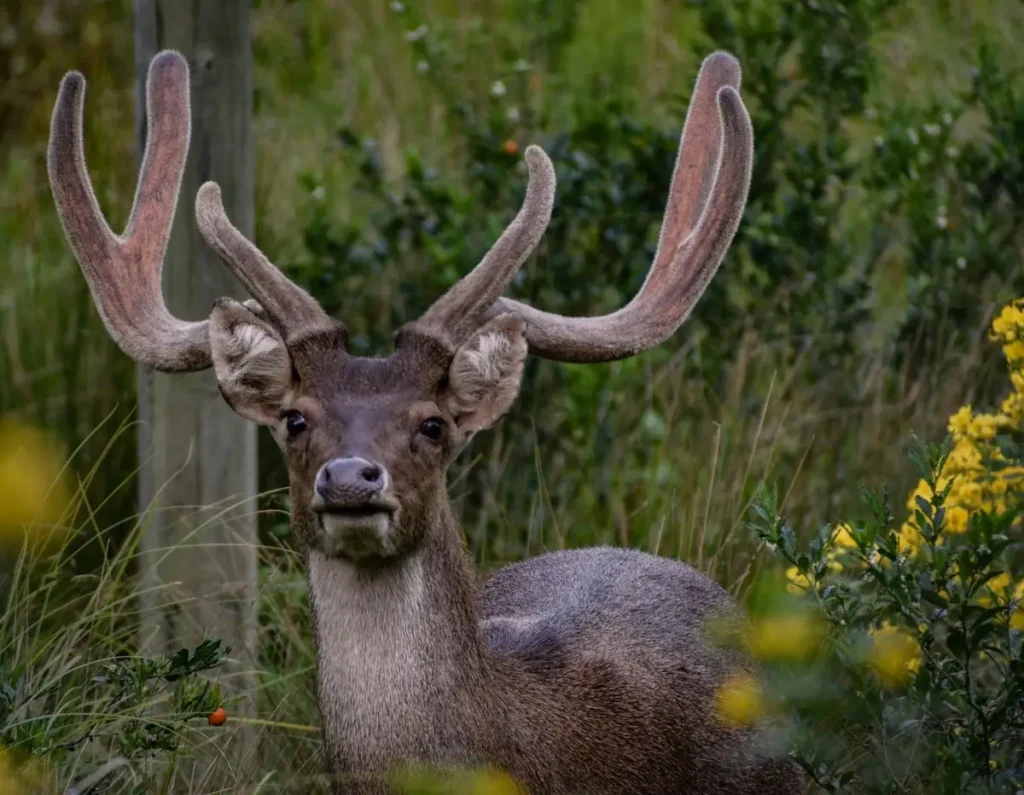 Rusa Deer Hunting